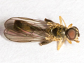 Sphegina clunipes